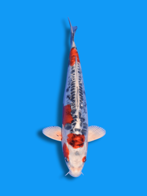 Doitsu Kujaku | Koi&Co.